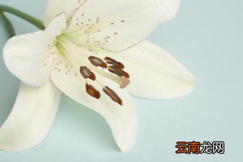 百合功能与作用是什么