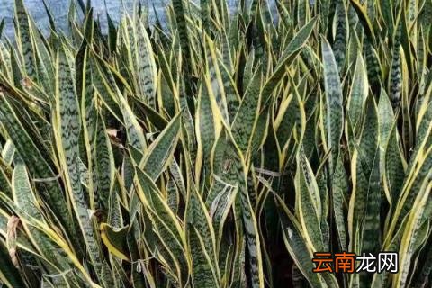 虎皮兰耐冻吗