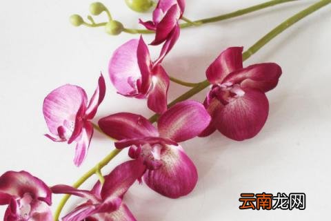 蝴蝶兰长出根芽怎么办