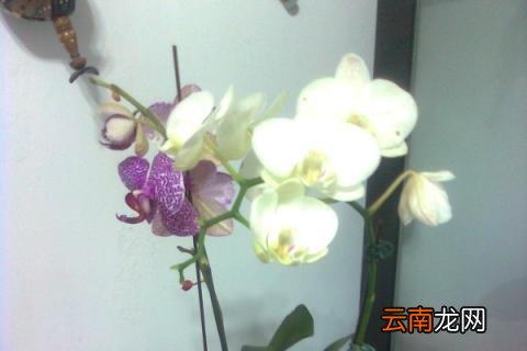 蝴蝶兰长出根芽怎么办