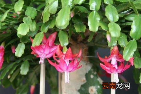 蟹爪兰冬天开花怎么养