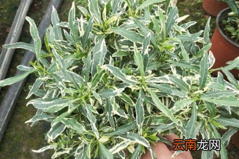 栀子花叶片出油怎么回事
