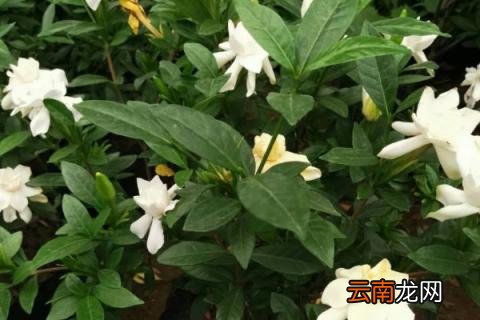 栀子花叶片出油怎么回事