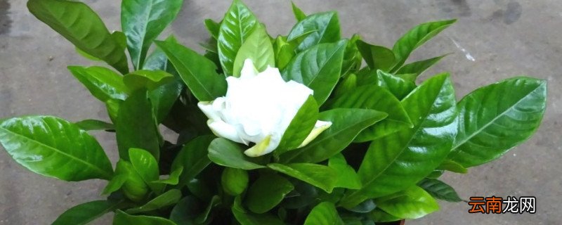 栀子花有香味吗