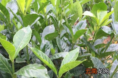 栀子花有香味吗