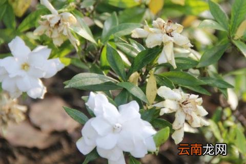 栀子花有香味吗