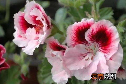 天竺葵秋天能播种吗