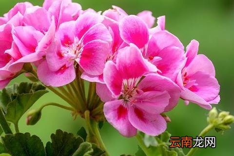 天竺葵秋天能播种吗
