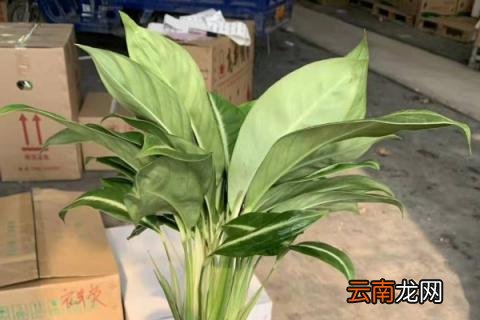 滴水观音怎样养护才能绿油油