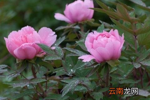 牡丹耐晒吗