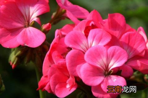 天竺葵花开败了怎么办