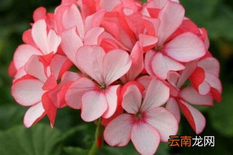 天竺葵花开败了怎么办