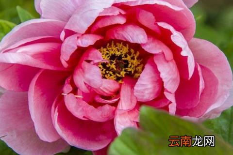 牡丹花怎么样易地种植