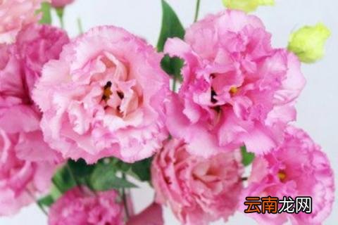 生日送花多少朵好