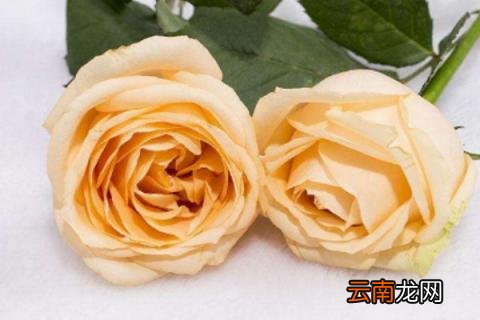 生日送花多少朵好