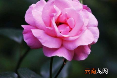月季花冬天在室外开花吗