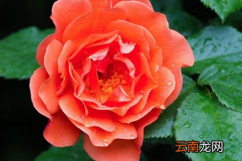 月季花冬天在室外开花吗