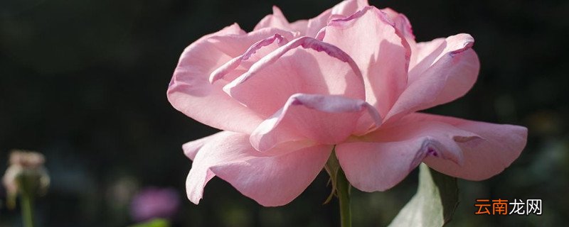 月季花冬天在室外开花吗