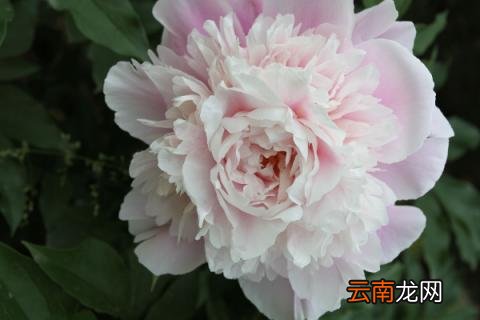 芍药能长多大