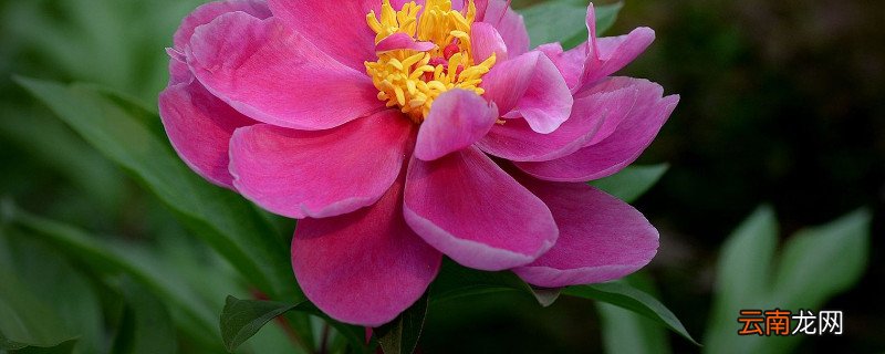 芍药能长多大