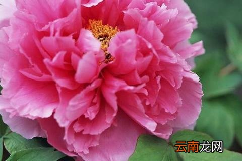 牡丹花夏天叶子会枯吗