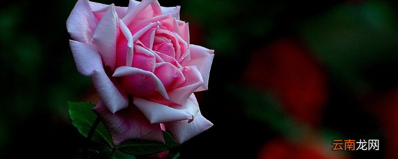 月季花苞很久了还不开