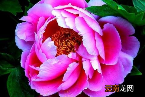 牡丹花夏天可以移栽吗