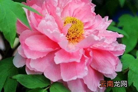 牡丹花夏天可以移栽吗