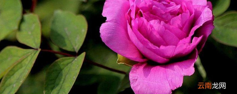 牡丹花夏天可以移栽吗