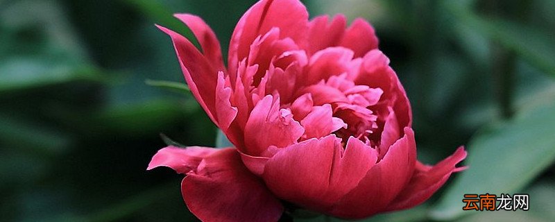 芍药花怎么种植冬季