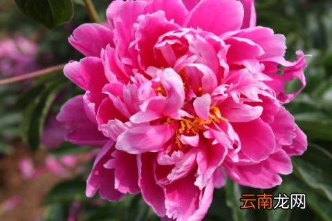 芍药花怎么种植冬季