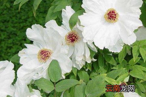 芍药花怎么种植冬季