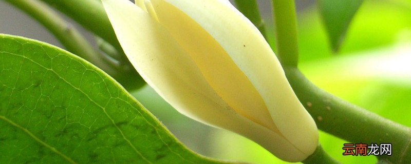 白兰花怕冷吗