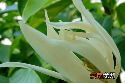 白兰花怕冷吗