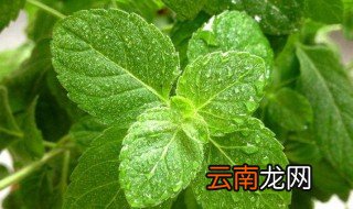 怎么储存鲜薄荷 正确保存鲜薄荷的技巧