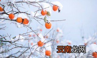 怎么储存柿饼 柿饼怎么存放