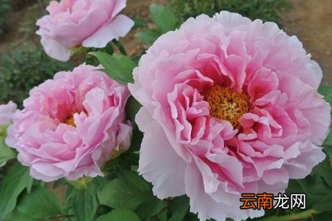 牡丹花枯萎了要怎么办