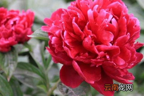 牡丹花枯萎了要怎么办