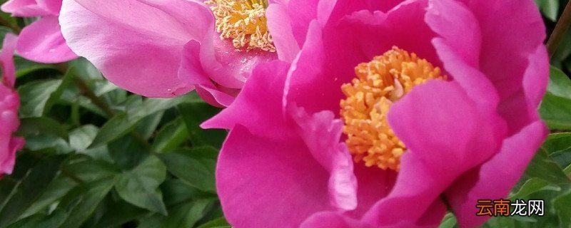 芍药花夏季移植能活吗