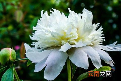 芍药花夏季移植能活吗