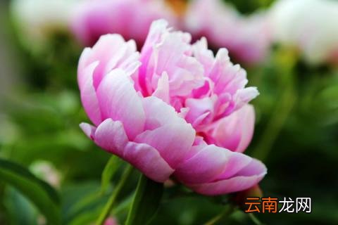芍药花夏季移植能活吗