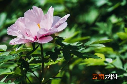 移栽牡丹多久生根