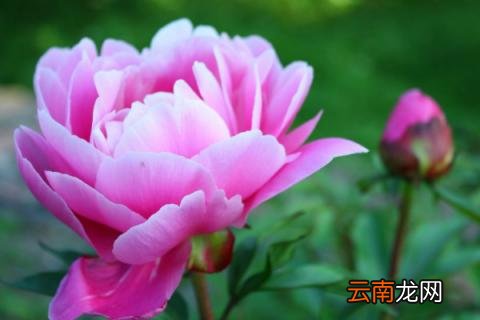 移栽牡丹多久生根