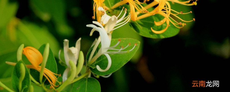 金银花秋季怎么养护