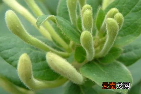 金银花秋季怎么养护