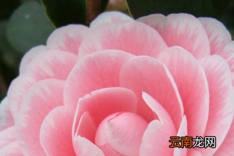 茶花冬季怎么过冬