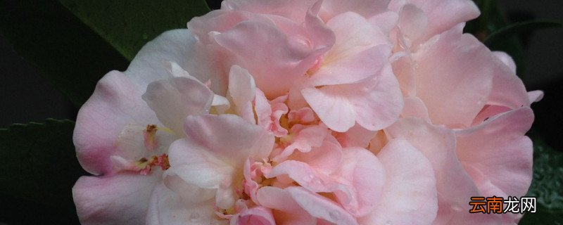 茶花冬季怎么过冬