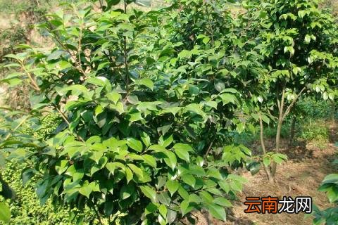 茶花冬季怎么过冬