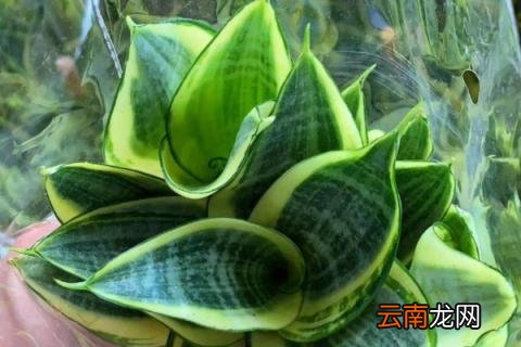 虎皮兰的分株移栽方法