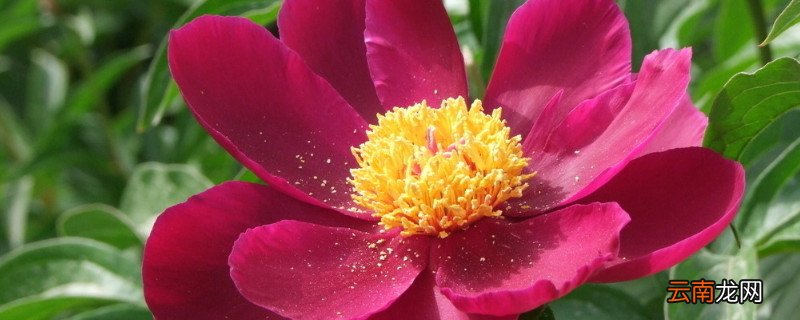 芍药花可以盆栽在室内养吗